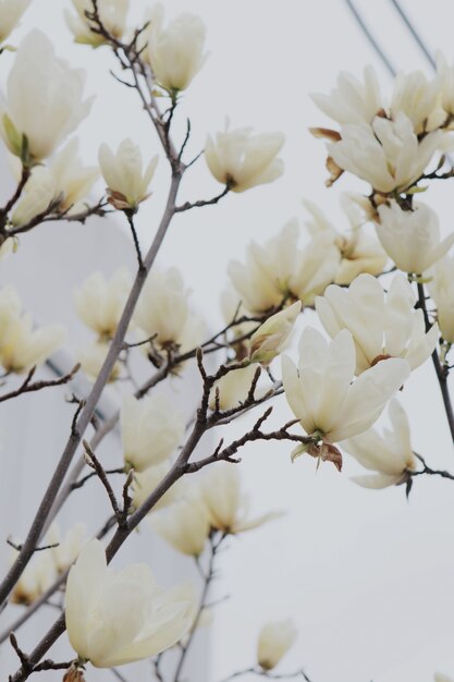 木の枝に美しい白い花の垂直ショット