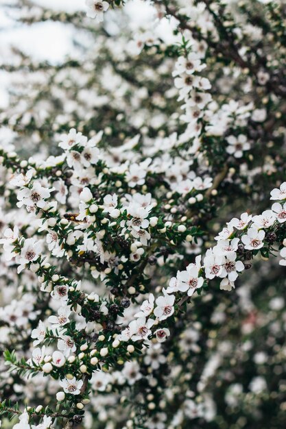 Vertical shot of beautiful white flowers on a tree during spring