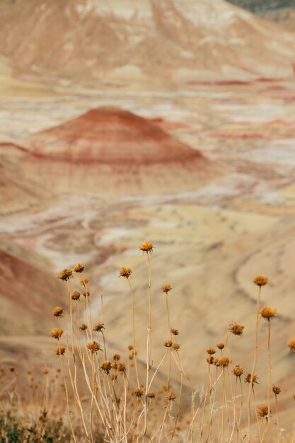Vertical shot of beautiful wildflowers in a desert area