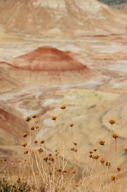 Vertical shot of beautiful wildflowers in a desert area