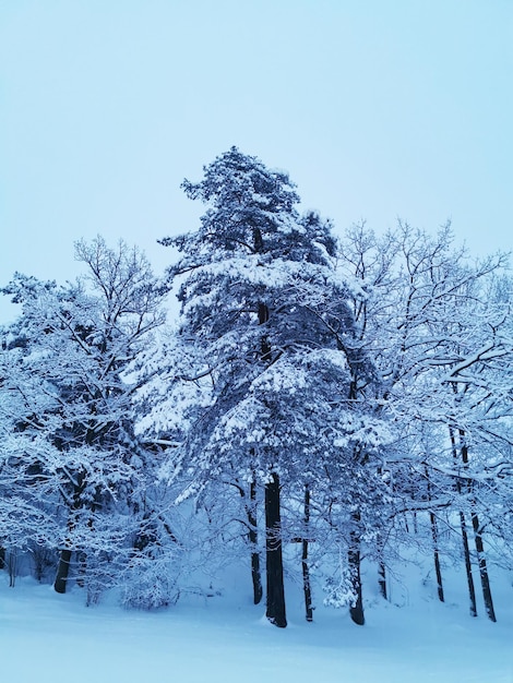 Вертикальный снимок красивой зимы в Скандинавии, Ларвик, Норвегия