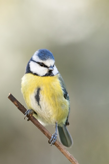 Free photo vertical shot of a bee-eater sitting on the tree branch