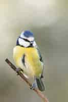 Free photo vertical shot of a bee-eater sitting on the tree branch