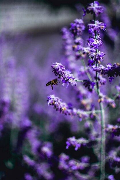 Vertical shot of a bee perching on a lavender flower