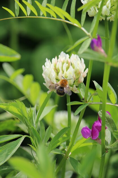 Vertical shot of a bee sitting on a white dutch clover