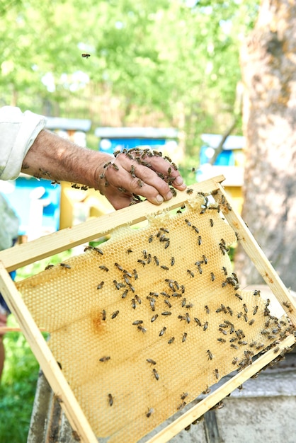 Vertical shot of a beekeeper holding honeycomb with bees.