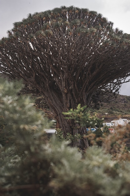 Vertical shot of a big old tree in a village surrounded by hills