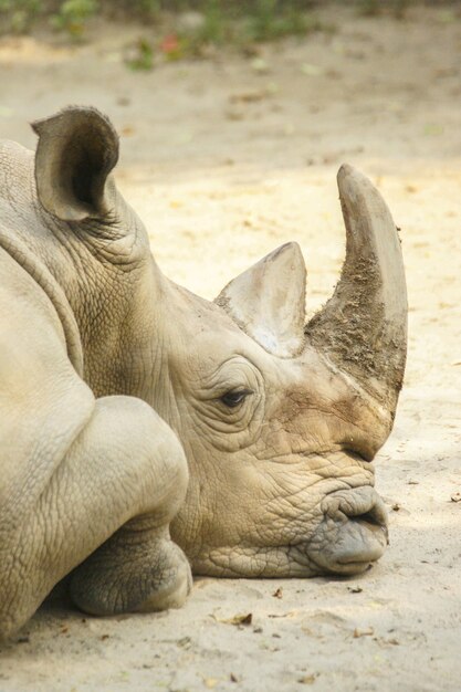 Вертикальный снимок большого носорога, покоящегося на земле с размытым