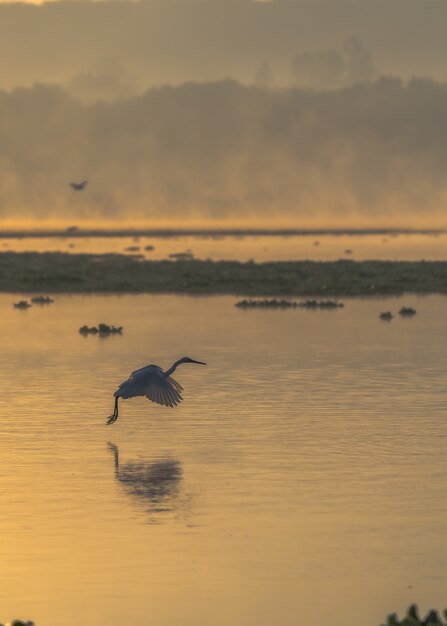 日没時に海の上を飛んでいる鳥の垂直ショット