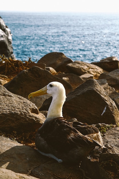 Free photo vertical shot of a bird sitting on a rock