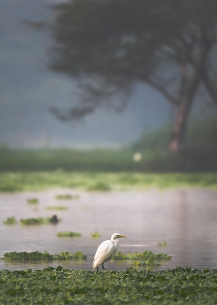 水に浮かぶ緑の植物の中に立っている鳥の垂直ショット