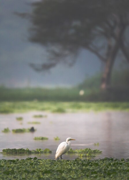 Vertical shot of a bird standing amongst a green plant floating in the water