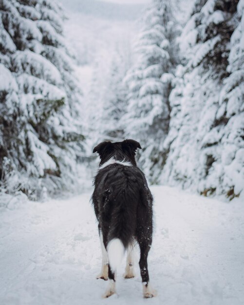 Vertical shot of a black border Collie in a forest covered in the snow