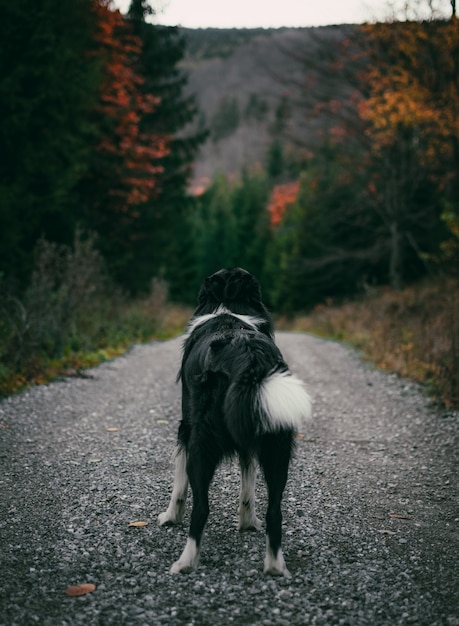 Vertical shot of a black border collie on the road surrounded by forests