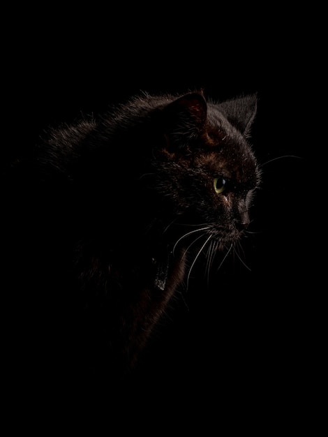 Free photo vertical shot of the black cat in the dark darkness