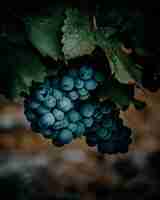 Free photo vertical shot of black grapes growing in a vineyard