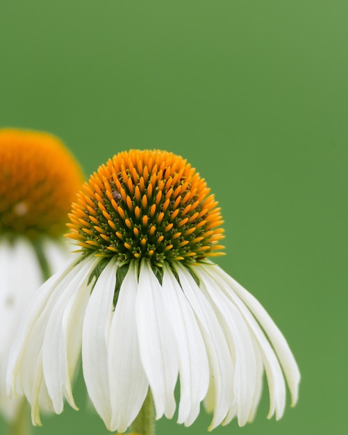 Colpo verticale di un fiore di echinacea black-sampson nel giardino