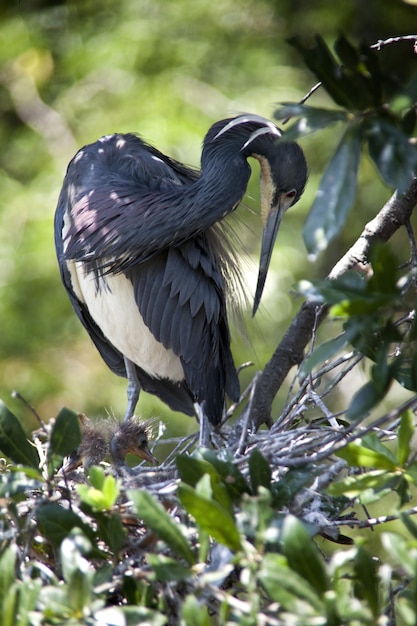 Вертикальный снимок черной водоплавающей птицы, сидящей в своем гнезде, в солнечный день