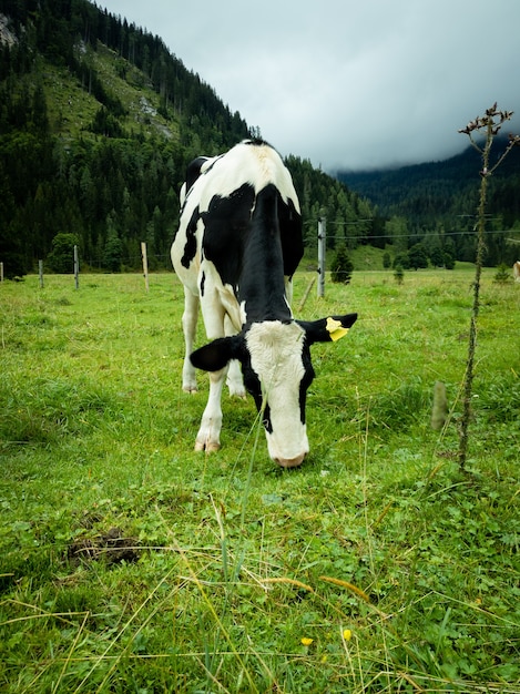 Vertical shot of a  black and white cow on a green field
