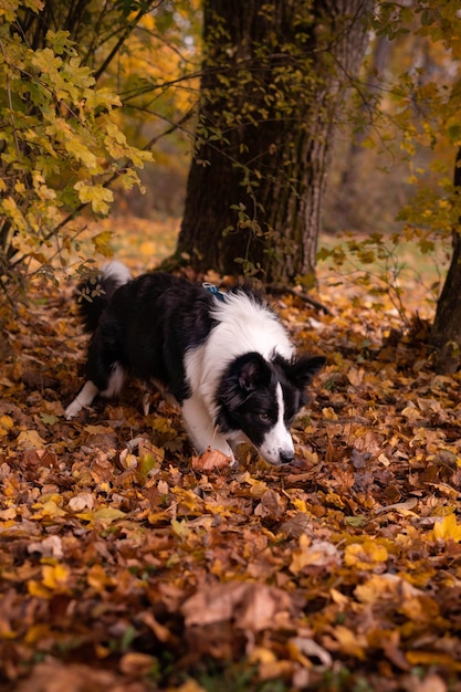 Vertical shot of a black and white dog walking in a forest with fallen leaves in autumn