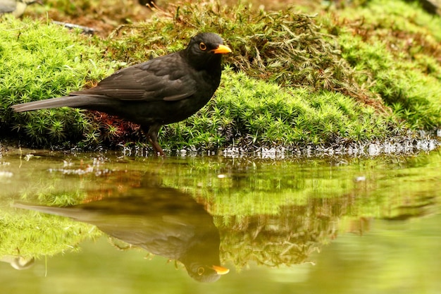 Vertical shot of a blackbird reflecting on the lake with a blurred background