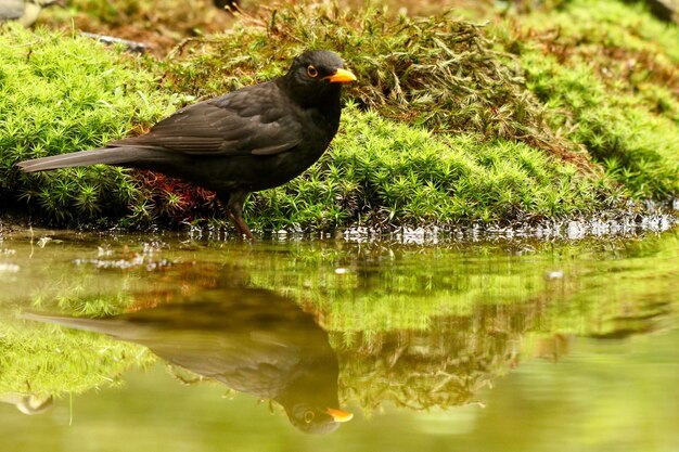 ぼやけた背景で湖に反射するクロウタドリの垂直ショット