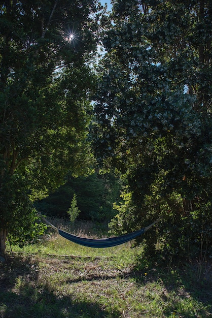 Вертикальный снимок синего гамака, прикрепленного к деревьям посреди леса