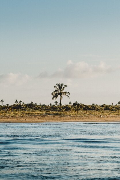 Вертикальный снимок синего моря и пальм на пляже в пасмурный день