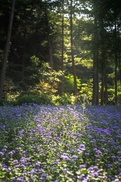 한국의 햇빛 아래 숲에서 블루밍크 꽃의 세로 샷