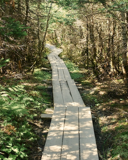 Free photo vertical shot of a boardwalk in a forest surrounded by tall trees