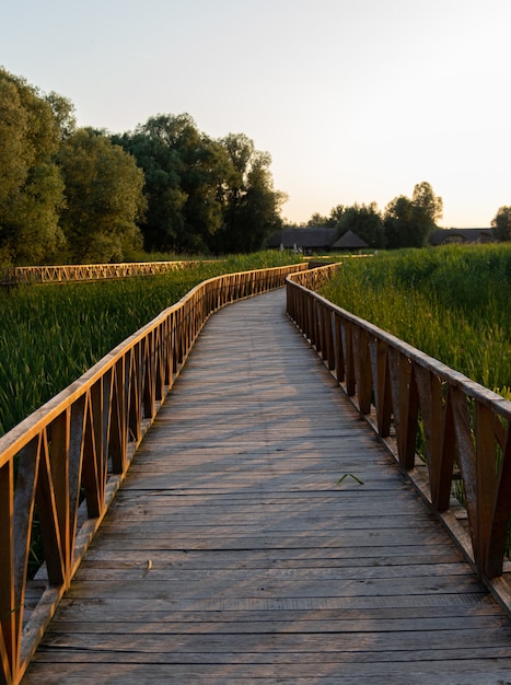 Vertical shot of a boardwalk through tall grasses and trees during sunrise