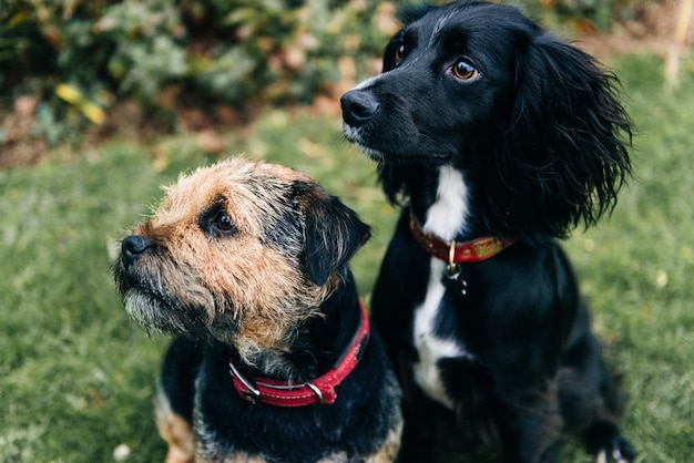 Vertical shot of a border terrier and a spaniel sitting on dry grass