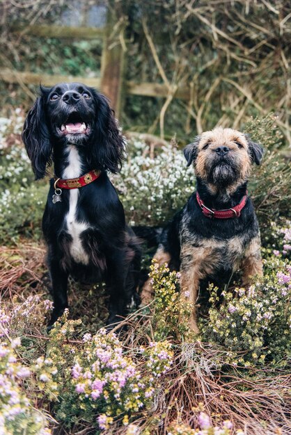 Vertical shot of a border terrier and a spaniel sitting on dry grass