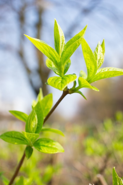 Vertical shot of the branch of a blooming tree with green leaves in the park