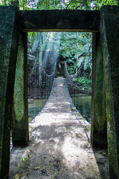 熱帯のジャングルの橋の垂直ショット