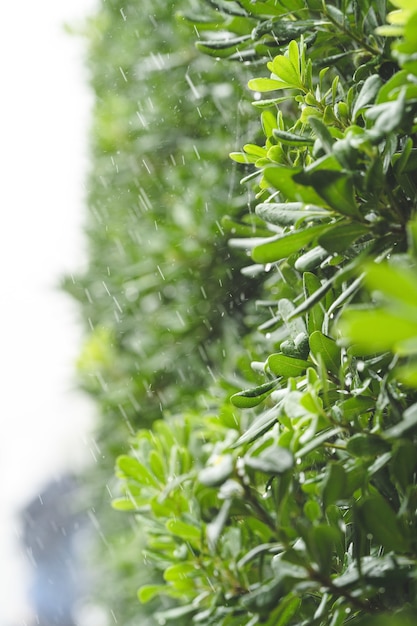 Vertical shot of bright green leaves during rainfall