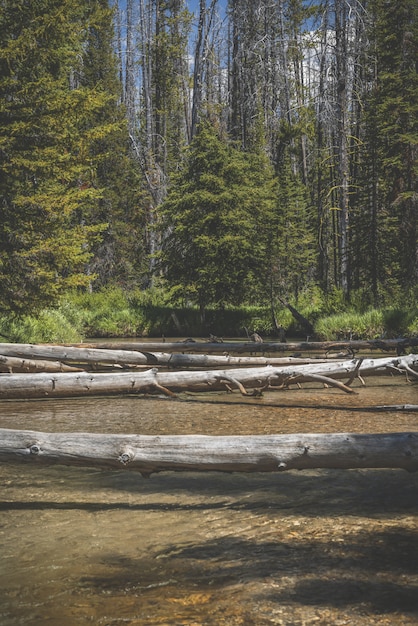 Vertical shot of broken trees over the water with the forested shore in the distance at daytime