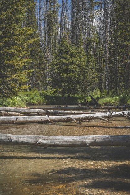 Vertical shot of broken trees over the water with the forested shore in the distance at daytime