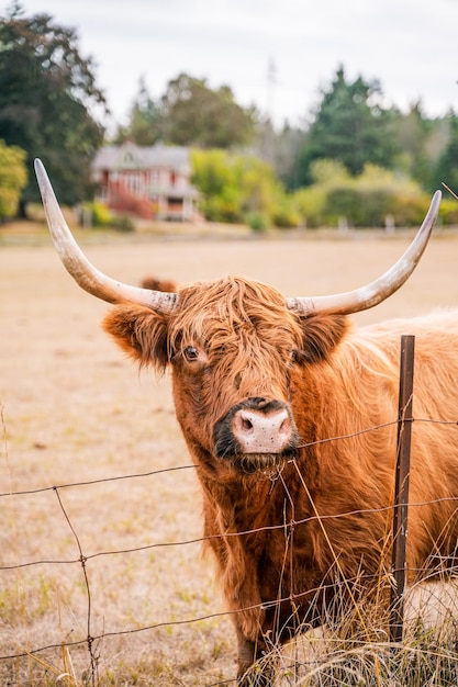 Вертикальный снимок коричневого быка на ферме