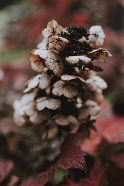 自然な背景をぼかした写真と茶色の植物の垂直方向のショット