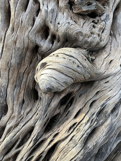 Ripresa verticale del nodo burled sullo scheletro di cactus nel deserto di sonora di phoenix, arizona, stati uniti