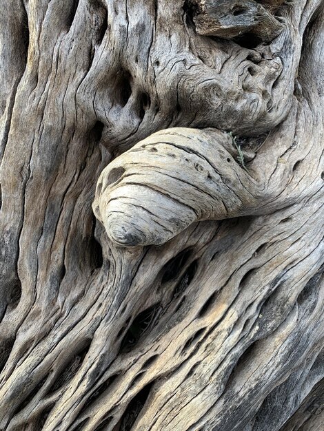 미국 애리조나주 피닉스의 소노란 사막에 있는 선인장 골격에 있는 매듭의 수직 샷