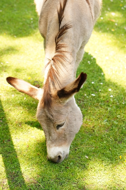 Vertical shot of a burro grazing in a garden