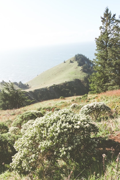 Free photo vertical shot of a bushes and mountains