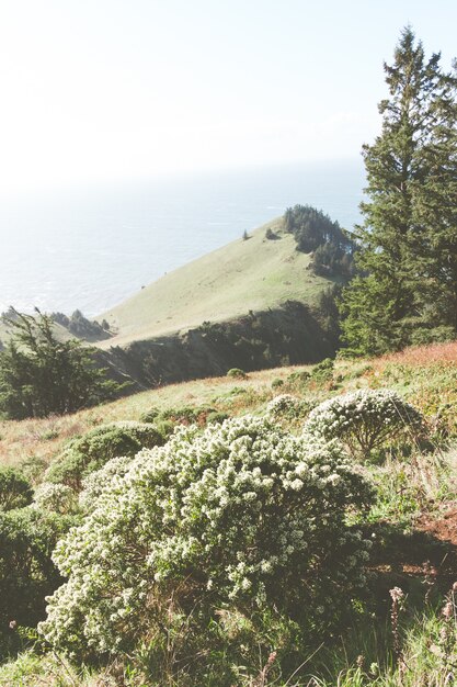 Vertical shot of a bushes and mountains