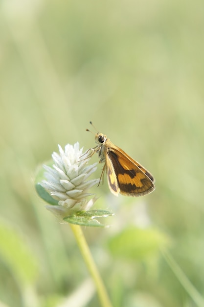 Vertical shot of a butterfly on a flower with a blurred