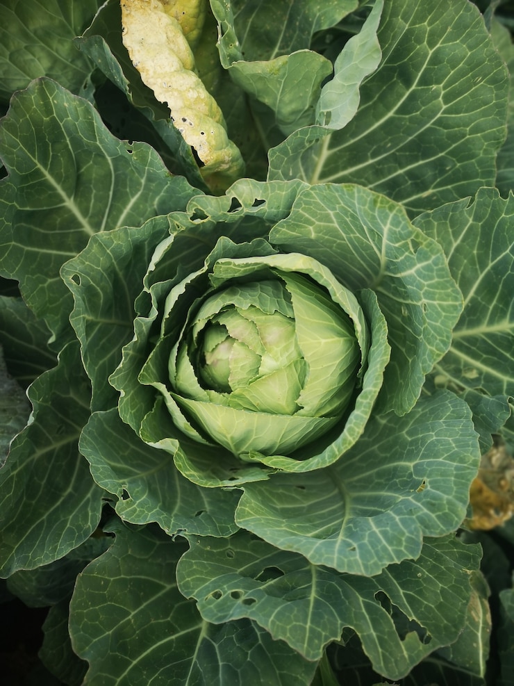 無料Photo フィールドのキャベツ植物の垂直ショット