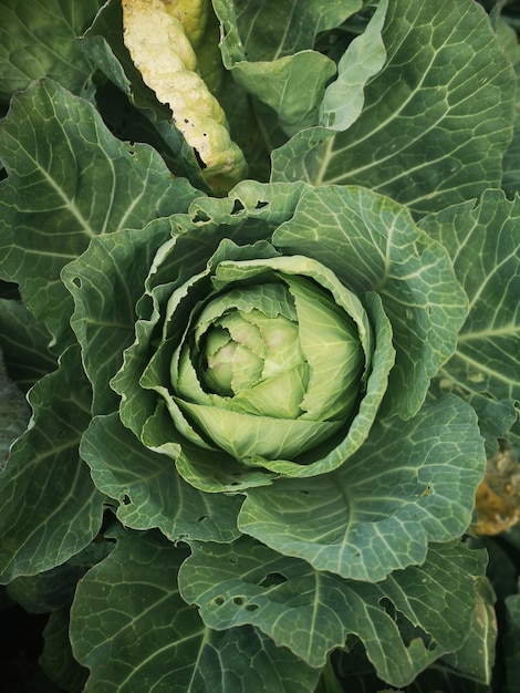 フィールドのキャベツ植物の垂直ショット