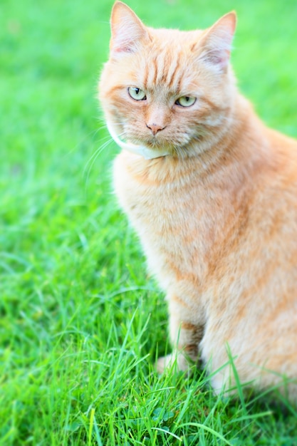 푸른 잔디에 앉아 고양이의 세로 샷