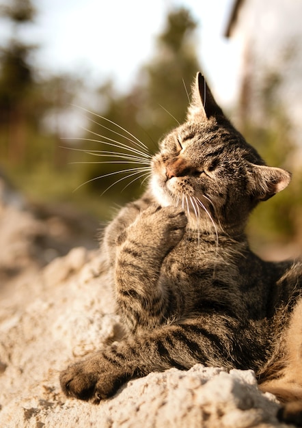 Vertical shot of a cat with his eyes closed